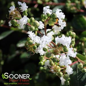 WHITE CASCADE CRAPEMYRTLE