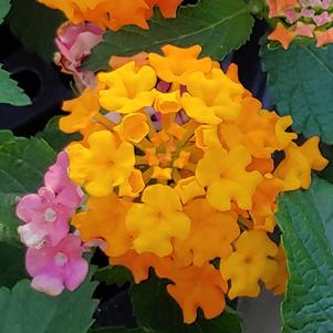 MISS HUFF'S HARDY LANTANA