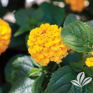 EVITA® YELLOW LANTANA