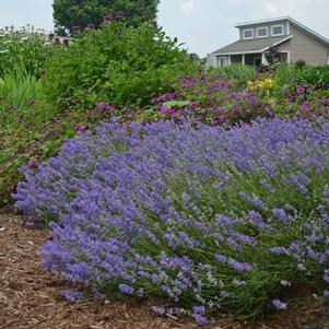 BLUE CUSHION LAVENDER