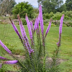 LAVENDER GLOWSTICKS GAYFEATHER