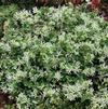 SNOW MUFFIN® LOROPETALUM