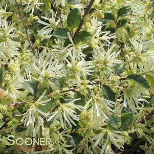 CAROLINA MOONLIGHT LOROPETALUM