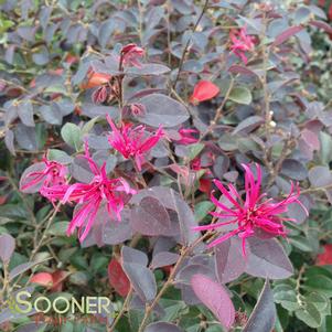 GARNET FIRE™ LOROPETALUM