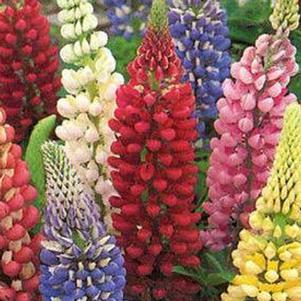 RUSSELL HYBRIDS LUPINE