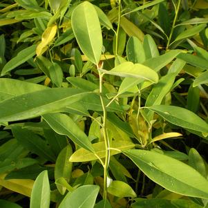 NORTHERN BELLE MAGNOLIA