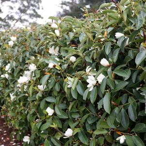 FAIRY MAGNOLIA® WHITE MAGNOLIA