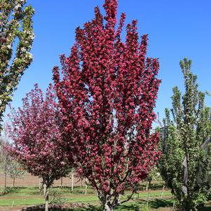 RASPBERRY SPEAR® CRABAPPLE