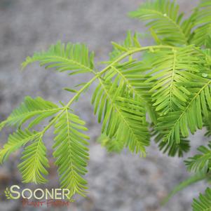 GOLD RUSH DAWN REDWOOD