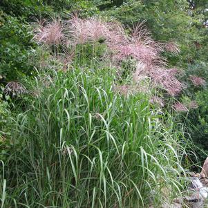 GIANT MAIDEN GRASS