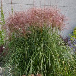 RED SILVER MAIDEN GRASS