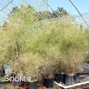 BAMBOO MUHLY GRASS