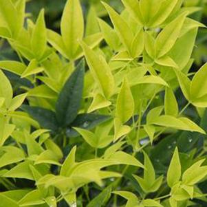 LEMON LIME NANDINA