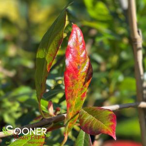 RED SPLYNDOR™ BLACKGUM