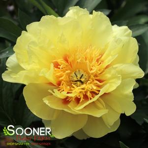 BARTZELLA ITOH INTERSECTIONAL PEONY