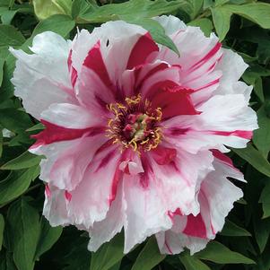 SHIMANISHIKI TREE PEONY