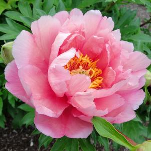 PINK DOUBLE DANDY ITOH INTERSECTIONAL PEONY