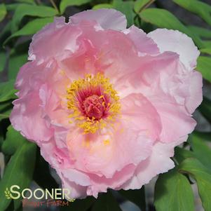 HANAKISOI TREE PEONY