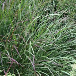 RED ROTSTRAHIBUSCH SWITCH GRASS