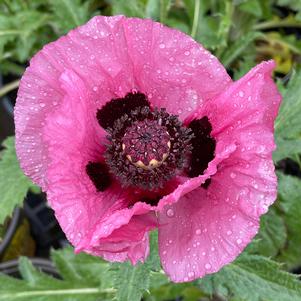 LITTLE PATTY'S PLUM ORIENTAL POPPY