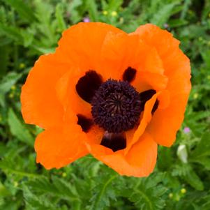 PRINCE OF ORANGE ORIENTAL POPPY