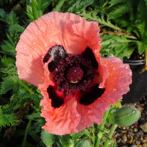 PRINCESS VICTORIA LOUISE ORIENTAL POPPY