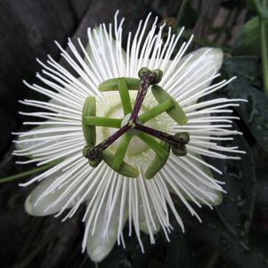 RIVERSIDE® SNOW QUEEN PASSION FLOWER