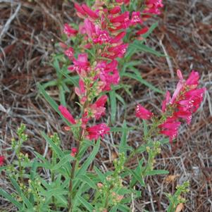 CORAL BABY BEARDTONGUE