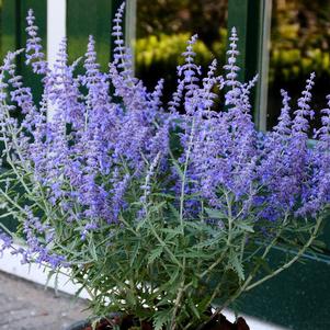 LACEY BLUE RUSSIAN SAGE