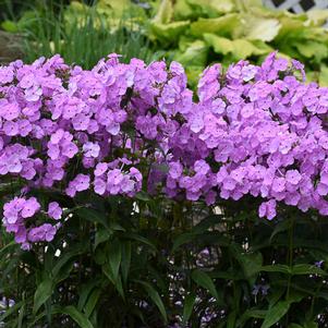 FASHIONABLY EARLY PRINCESS GARDEN PHLOX