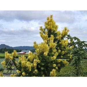 TAYLOR'S SUNBURST LODGEPOLE PINE