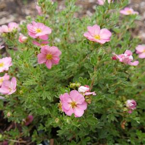 HAPPY FACE HEARTS® POTENTILLA