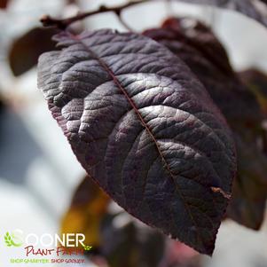 NEWPORT PURPLELEAF ORNAMENTAL PLUM