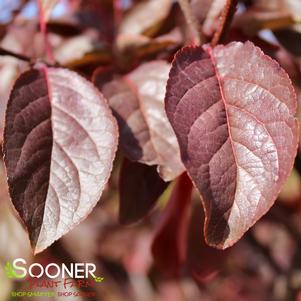 KRAUTER'S VESUVIUS ORNAMENTAL PLUM