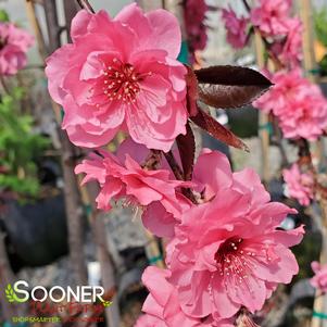 PINK CASCADE WEEPING ORNAMENTAL PEACH