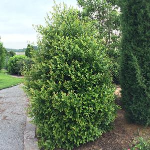 CENTRE COURT™ CHERRY LAUREL