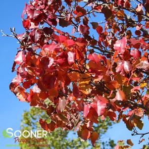 REDSPIRE ORNAMENTAL PEAR