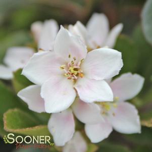 SNOWCAP® INDIAN HAWTHORN