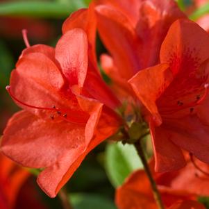 AUTUMN BRAVO® ENCORE® AZALEA