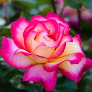 RAINBOW SORBET™ HYBRID TEA ROSE