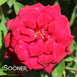 EASY ELEGANCE® KASHMIR ROSE