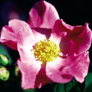 NEARLY WILD SHRUB ROSE