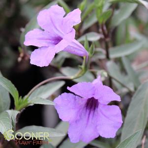 PURPLE SHOWERS MEXICAN PETUNIA