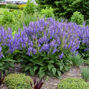 LIVING LARGE™ BIG SKY SALVIA