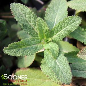 EAST FRIESLAND MEADOW SAGE