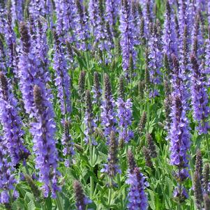 BLUE HILL MEADOW SAGE