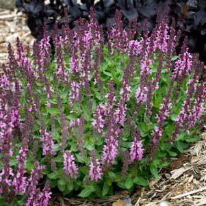 ROSE QUEEN MEADOW SAGE