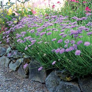 VIVID VIOLET PINCUSHION FLOWER