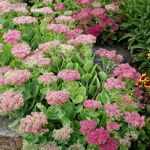 CRYSTAL PINK SEDUM