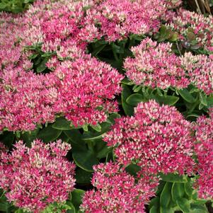 HOT STUFF SEDUM